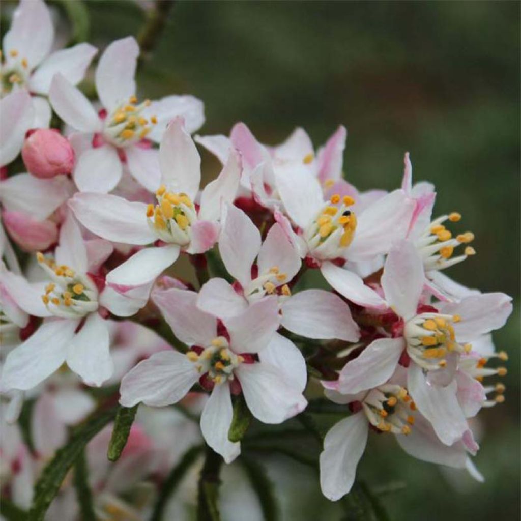 Choisya ternata Apple Blossom - Mexican Orange Blossom
