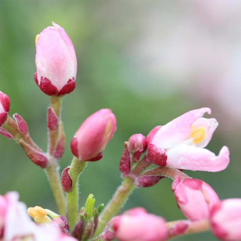 Choisya ternata Apple Blossom - Mexican Orange Blossom