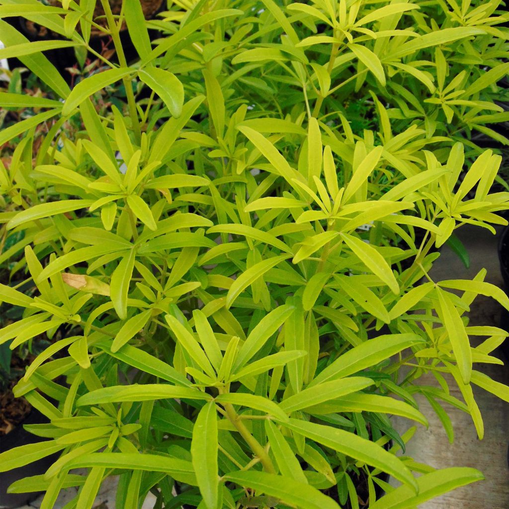 Choisya Aztec Gold - Mexican Orange Blossom