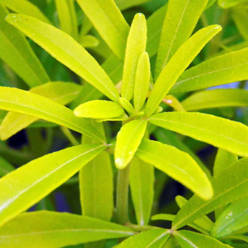 Choisya Aztec Gold - Mexican Orange Blossom