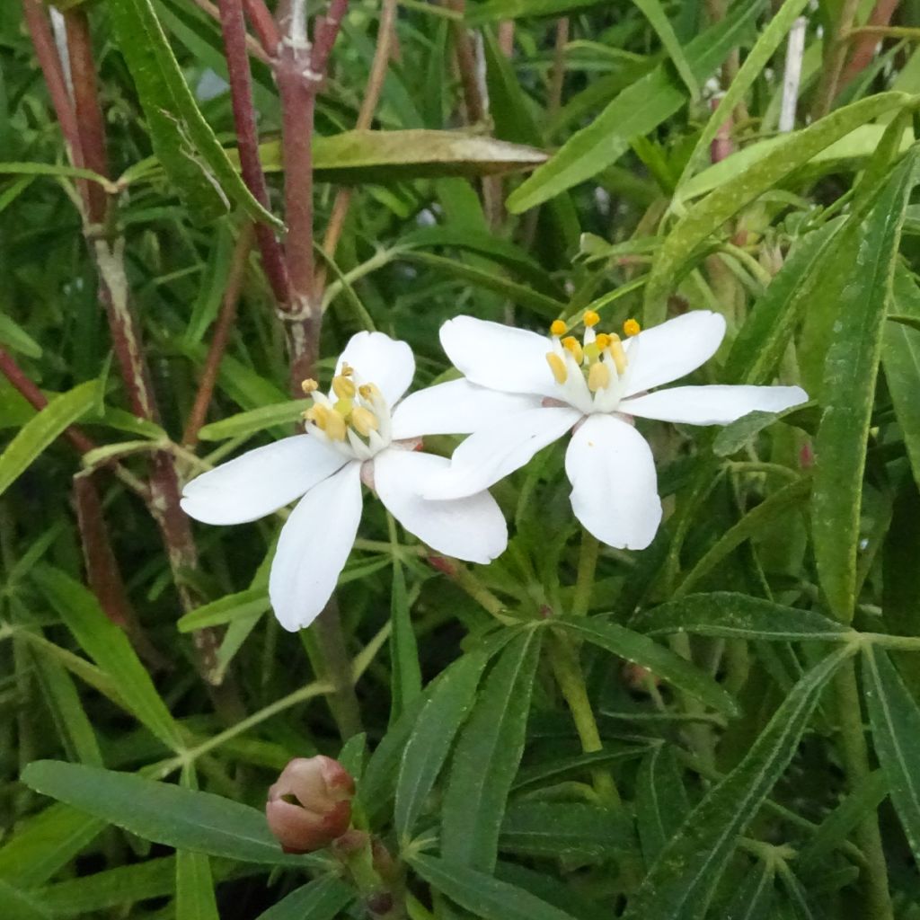 Choisya Aztec Pearl - Mexican Orange Blossom