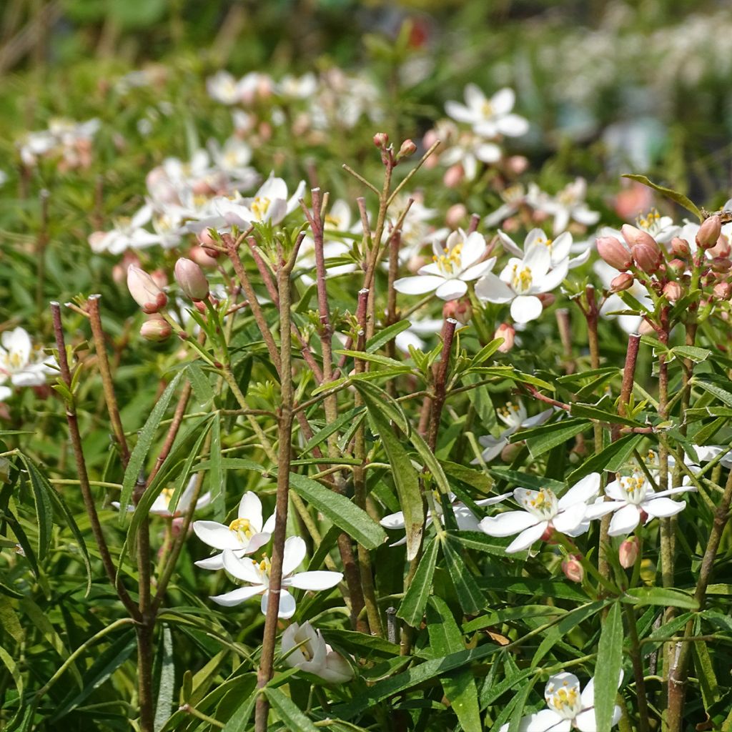 Choisya Aztec Pearl - Mexican Orange Blossom