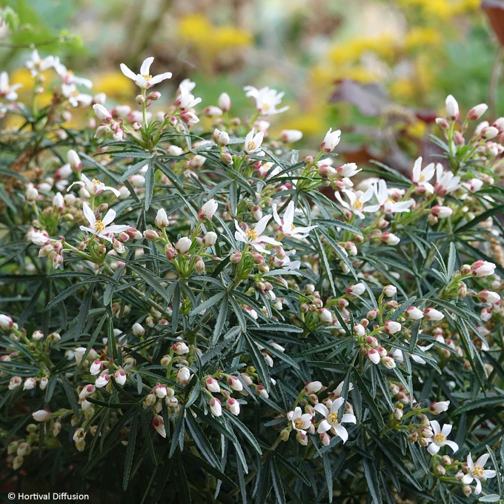 Choisya x dewitteana Little Honey Bee - Mexican Orange Blossom
