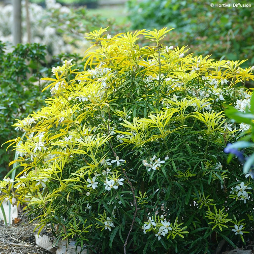 Choisya x dewitteana Little Honey Bee - Mexican Orange Blossom
