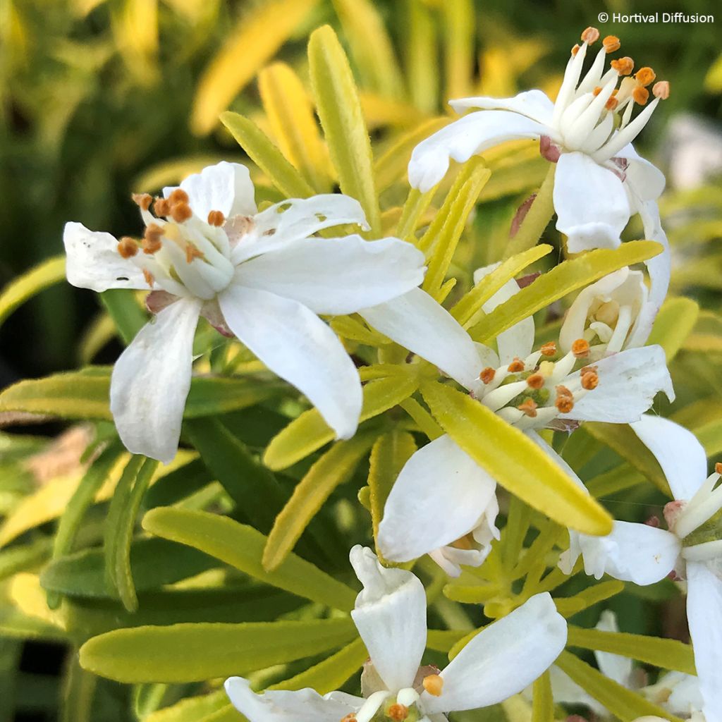 Choisya x dewitteana Little Honey Bee - Mexican Orange Blossom