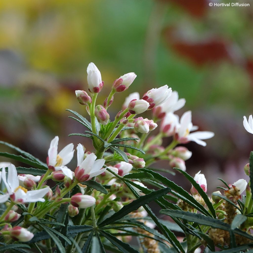 Choisya x dewitteana Little Honey Bee - Mexican Orange Blossom