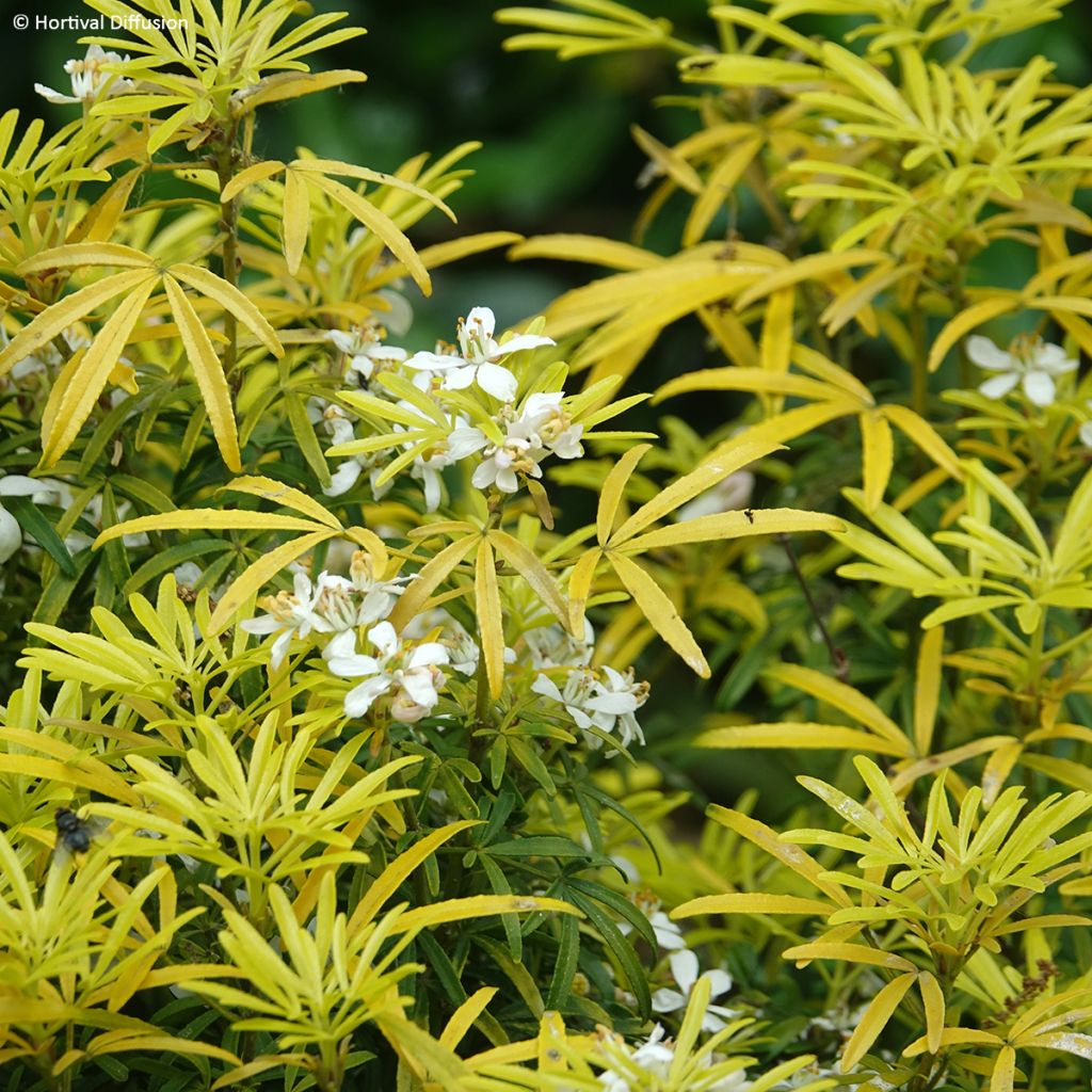Choisya x dewitteana Little Honey Bee - Mexican Orange Blossom
