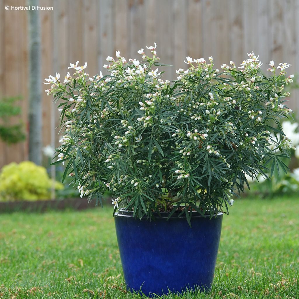 Choisya x dewitteana Little Honey Bee - Mexican Orange Blossom