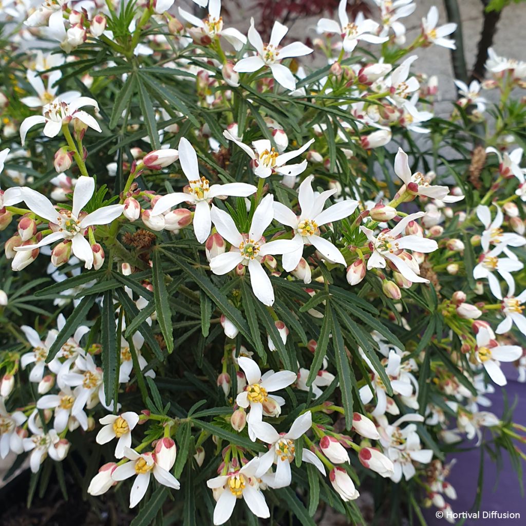 Choisya x dewitteana Little Honey Bee - Mexican Orange Blossom