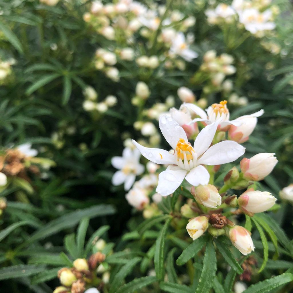 Choisya White Dazzler - Dwarf Mexican Orange