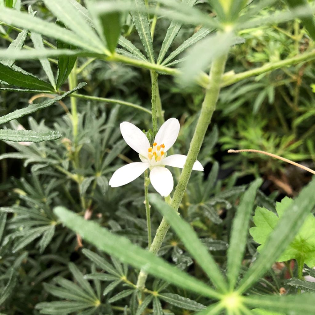 Choisya White Dazzler - Dwarf Mexican Orange