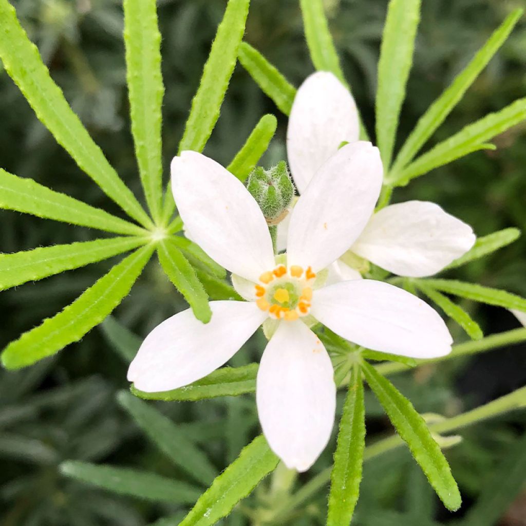 Choisya White Dazzler - Dwarf Mexican Orange