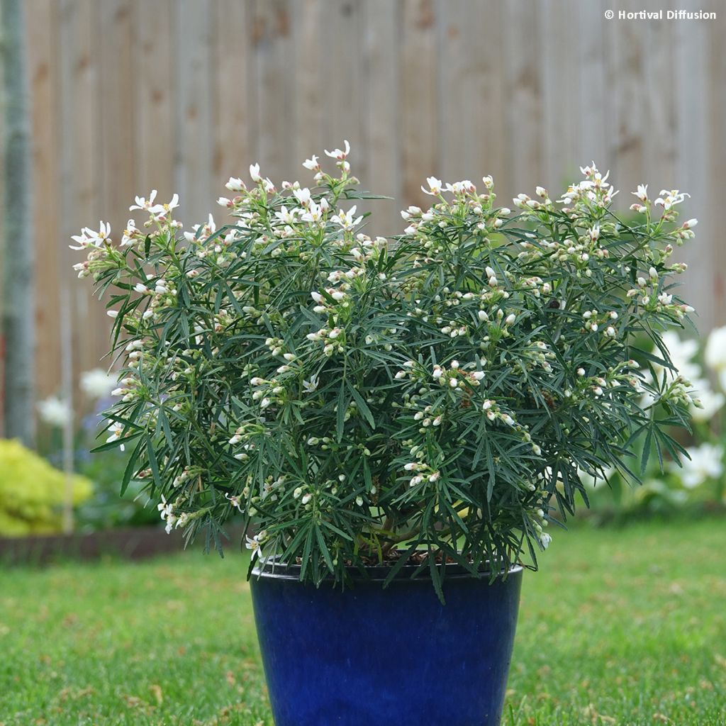 Choisya Little Bee - Mexican Orange Blossom