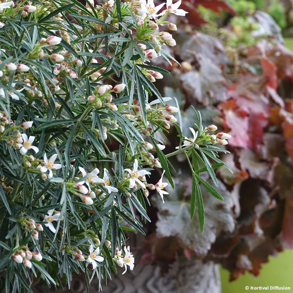 Choisya Little Bee - Mexican Orange Blossom