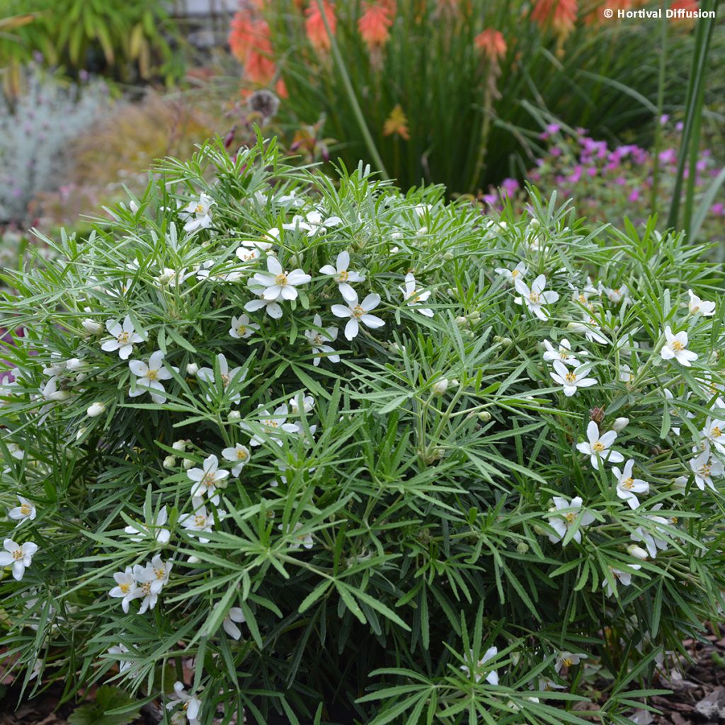 Choisya Little Bee - Mexican Orange Blossom