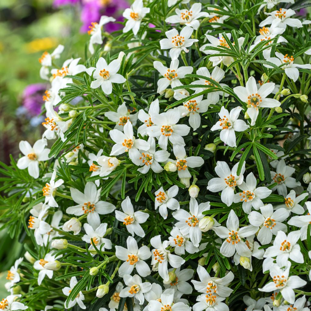 Choisya ternata Tiny Dancer - Mexican orange blossom