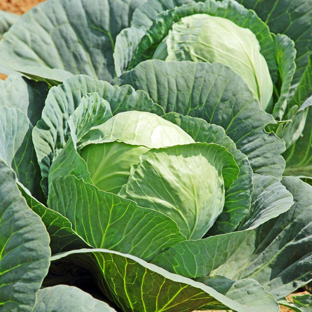 Cabbage Attraction - Brassica oleracea capitata