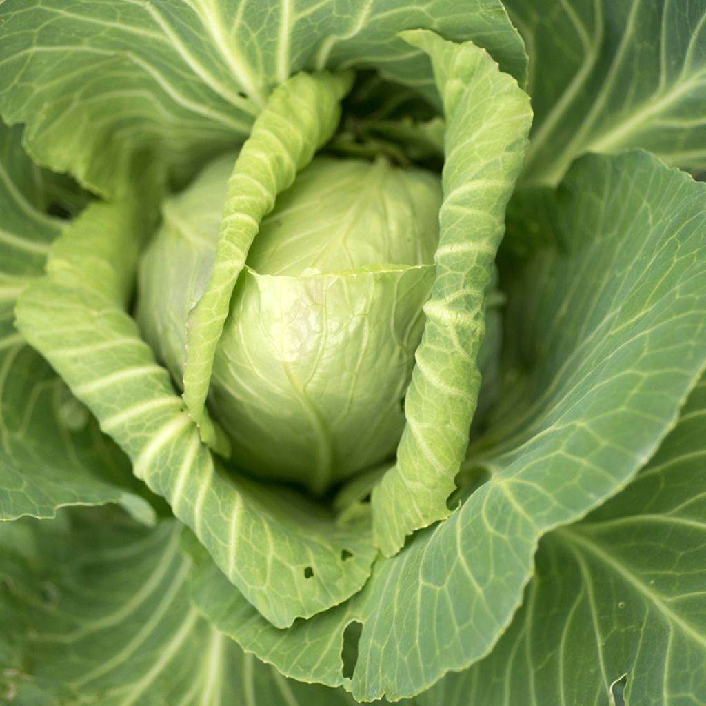 Cabbage Cœur de Bœuf Moyen de la Halle - Vilmorin Seeds