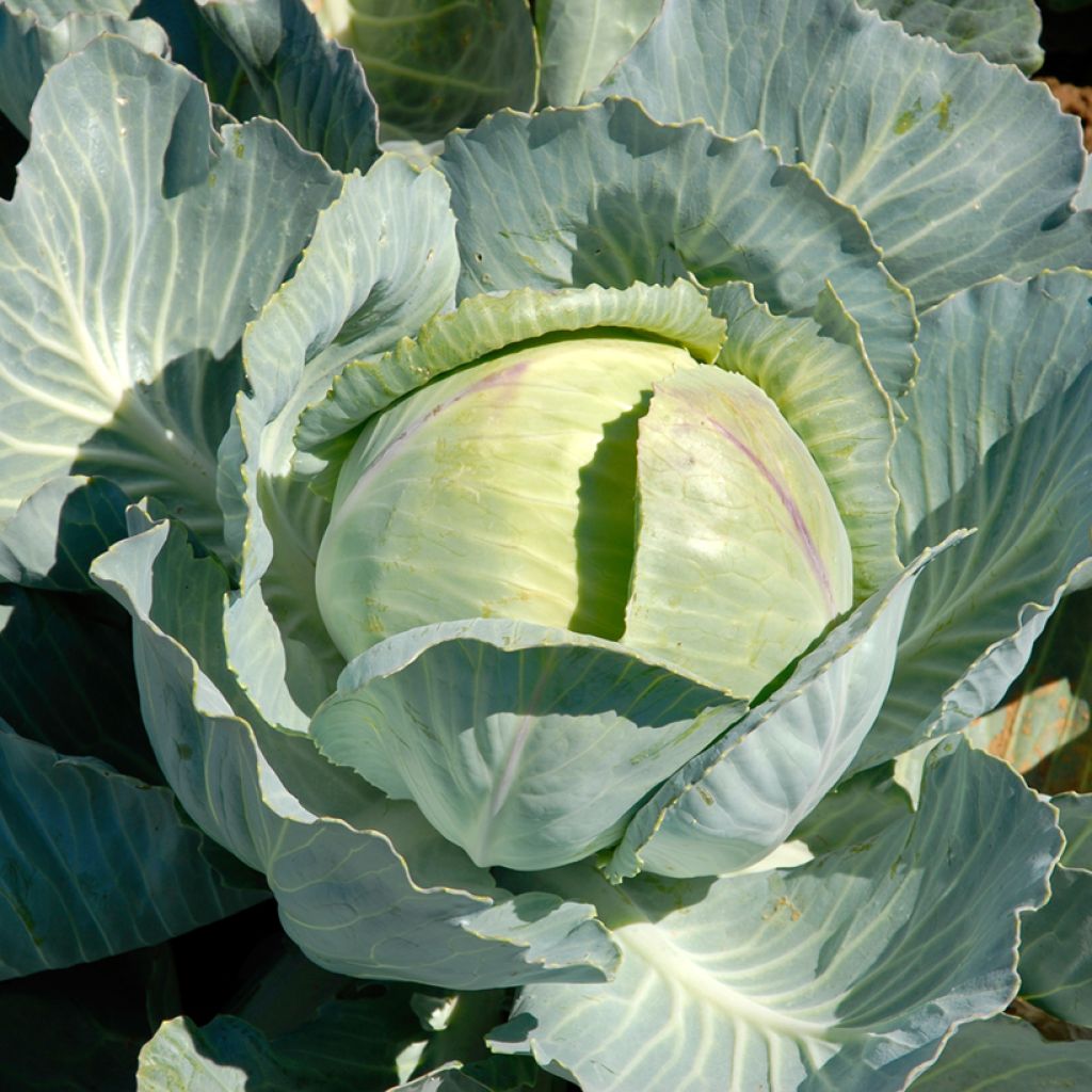 Cabbage Caid F1 - Vilmorin seeds - Brassica oleracea capitata