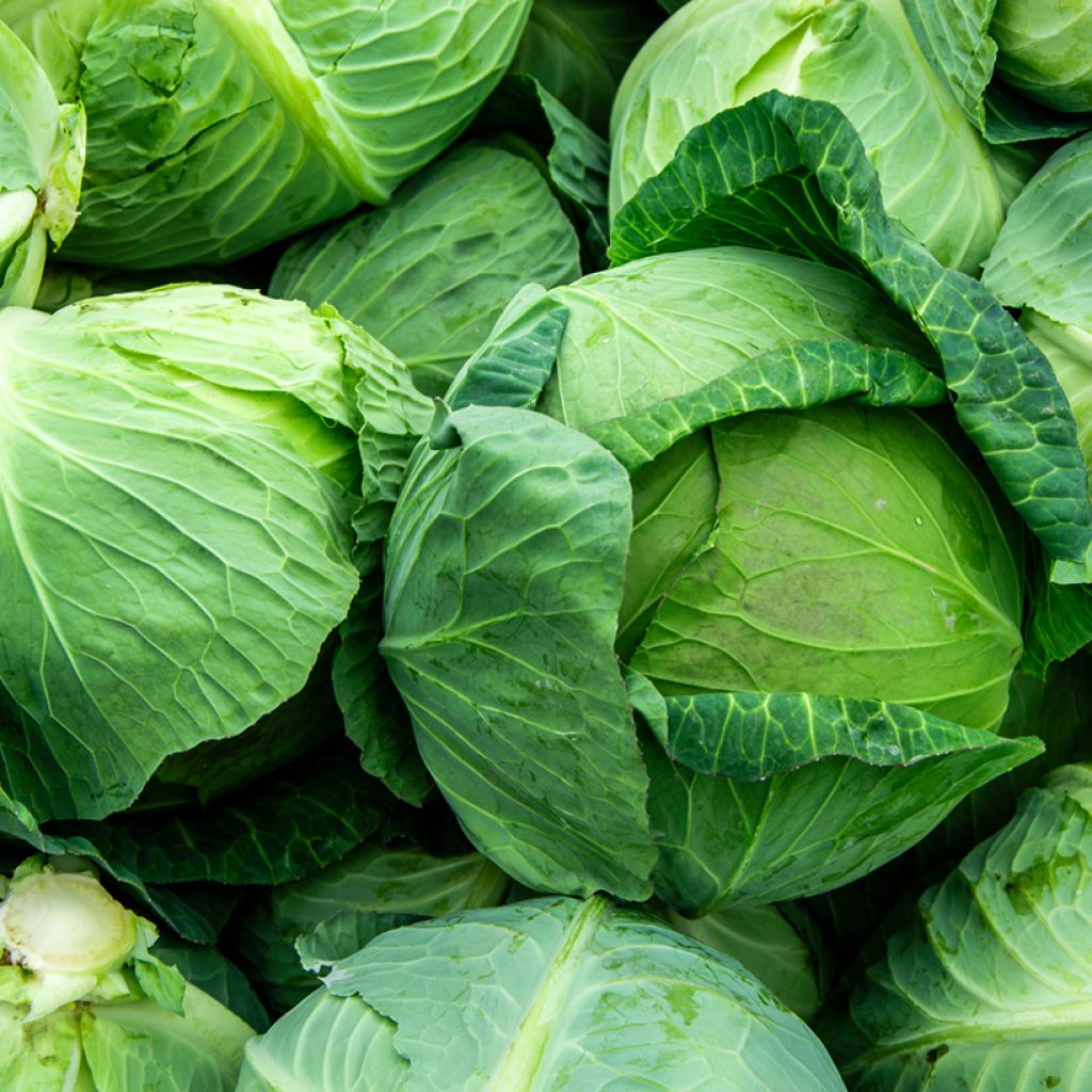 Cabbage Minicole F1 - Brassica oleracea capitata