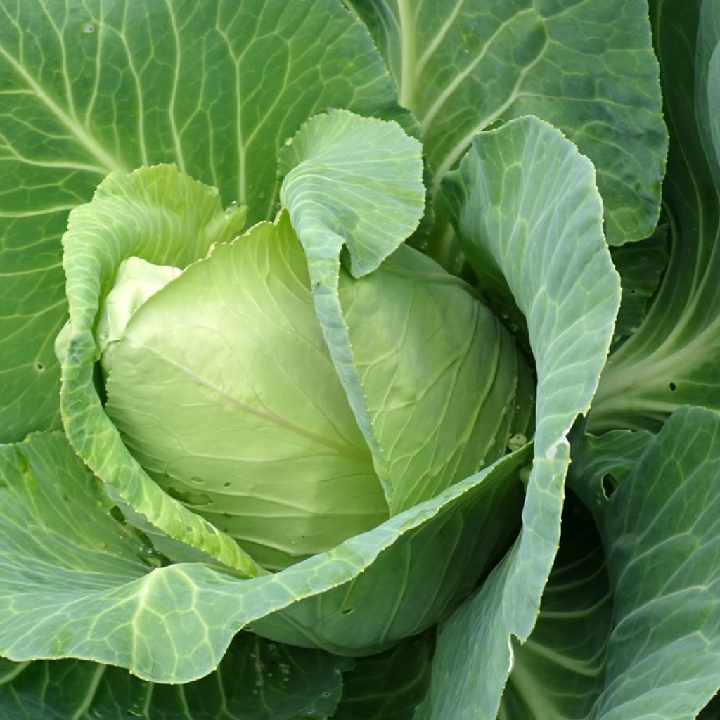 Cabbage Pyramid F1 - Brassica oleracea capitata