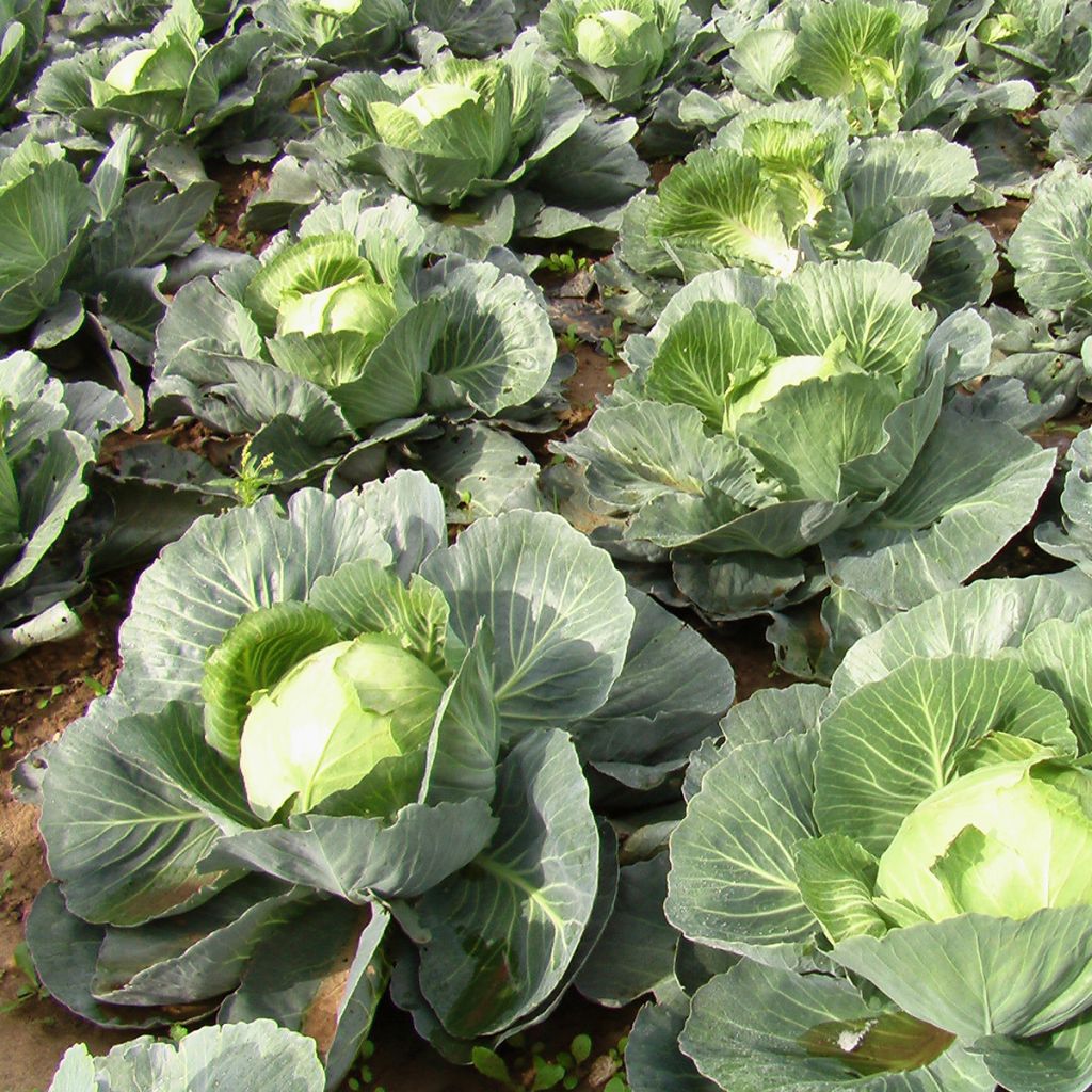 Cabbage Quintal d'Alsace - Brassica oleracea capitata