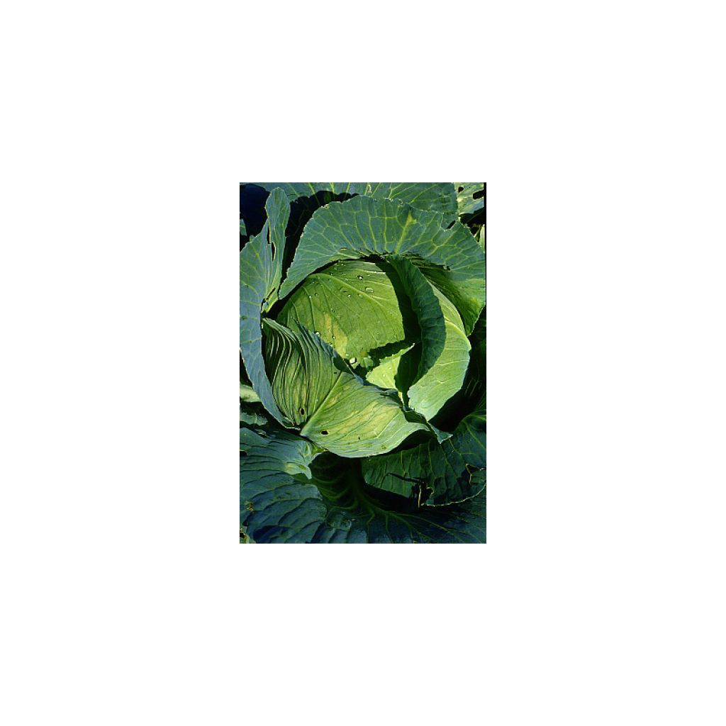 Cabbage Quintal d'Alsace - Brassica oleracea capitata