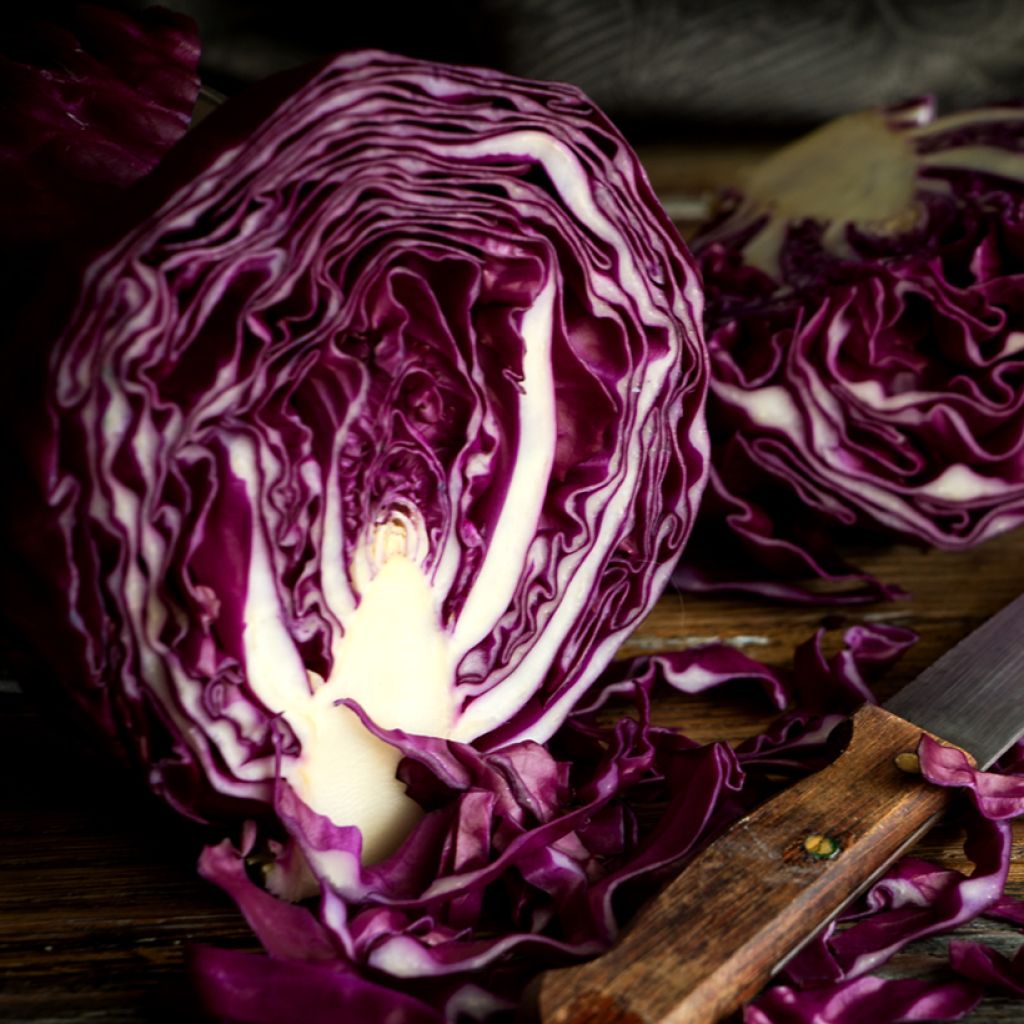 Red Cabbage Ruby Ball F1 - Brassica oleracea capitata