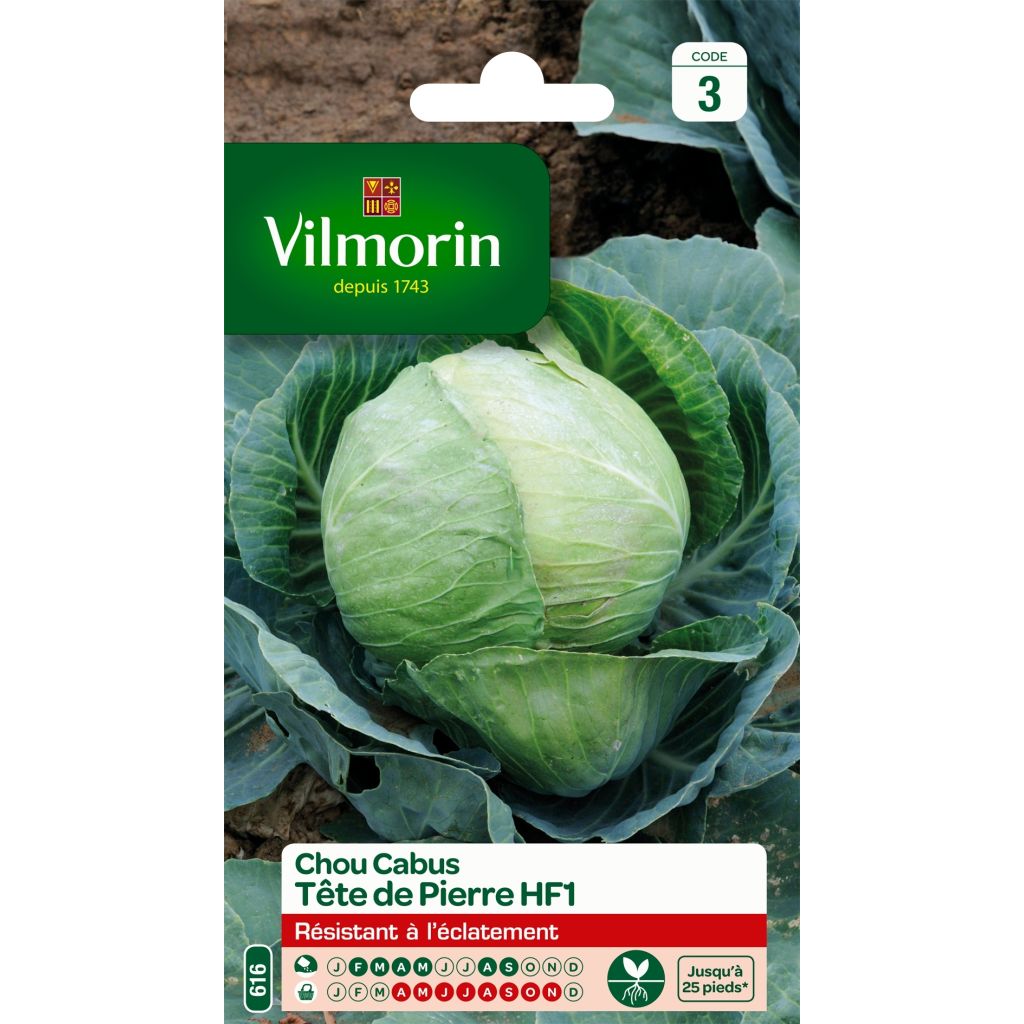 Cabbage Stonehead F1 - Vilmorin seeds