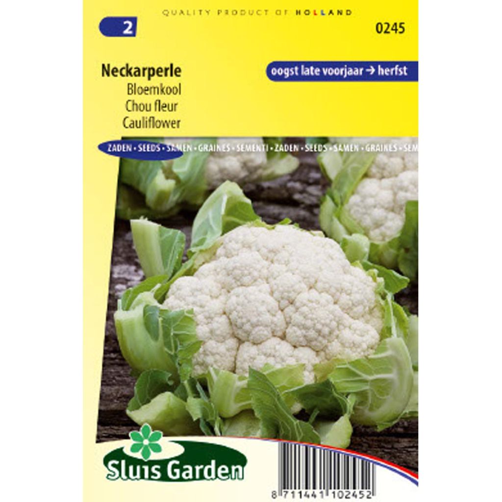 Cauliflower Neckarperle