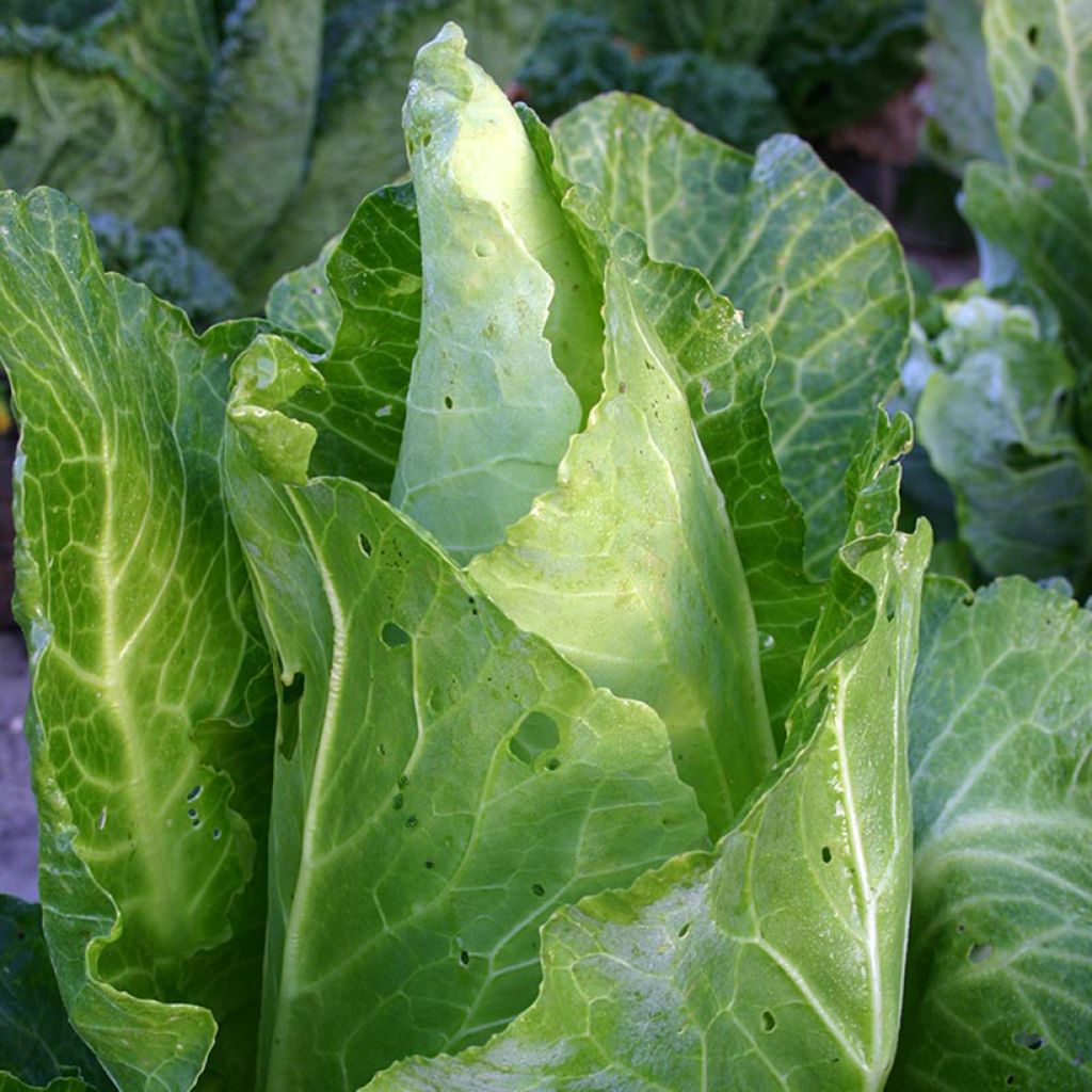 Cabbage Filderkraut organic seeds - Brassica oleracea 
