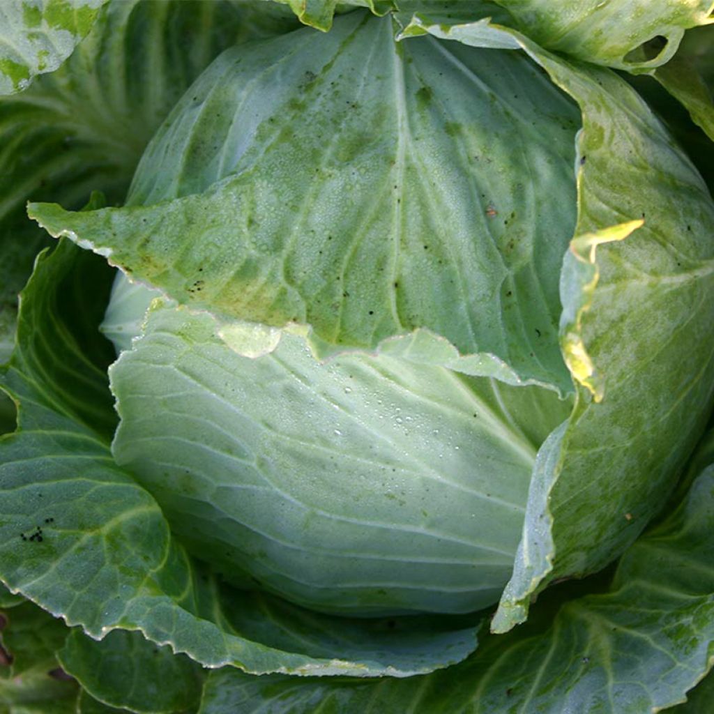 Cabbage Enkhuizen Glory organic seeds - Brassica oleracea 