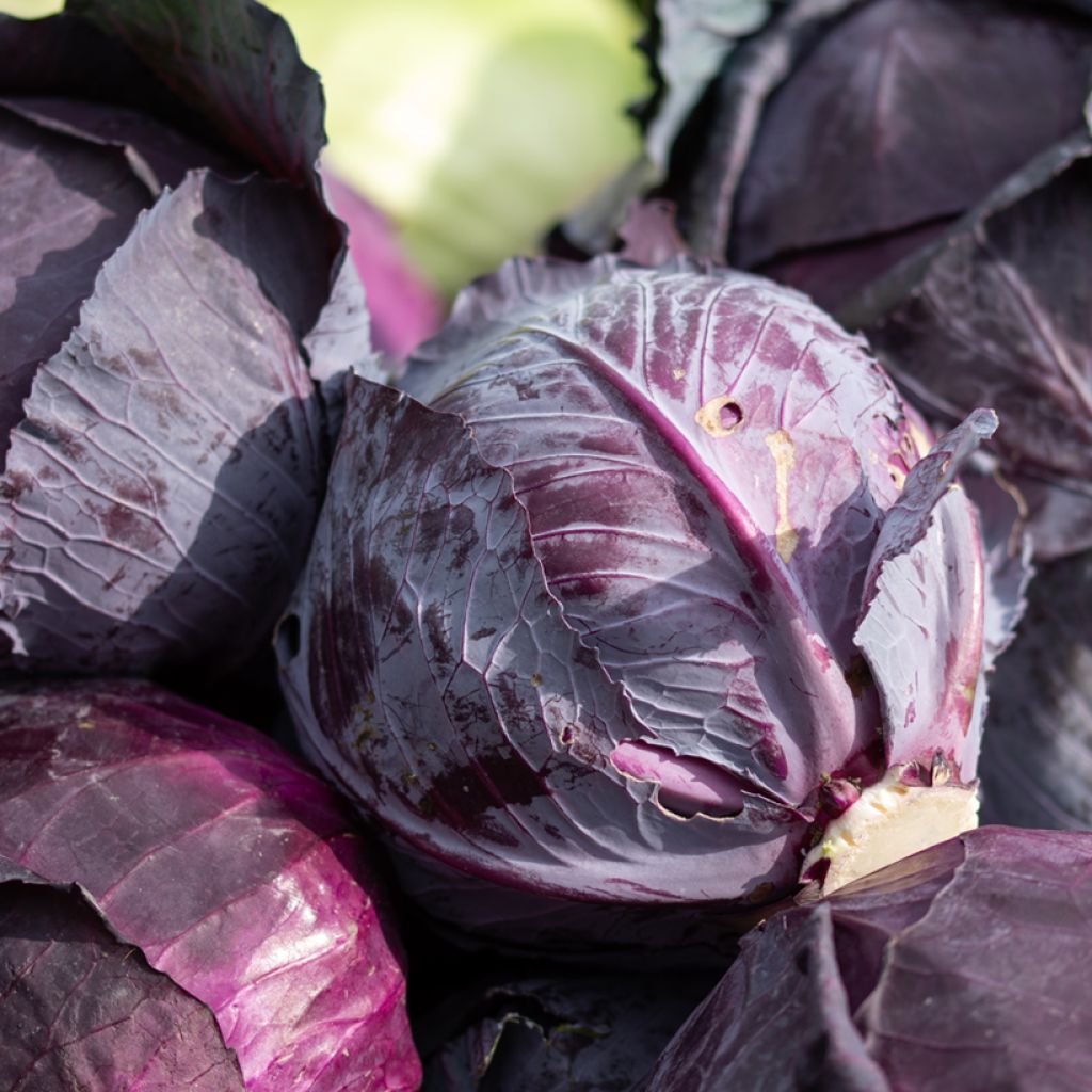 Red Cabbage Tête noire 3 organic seeds