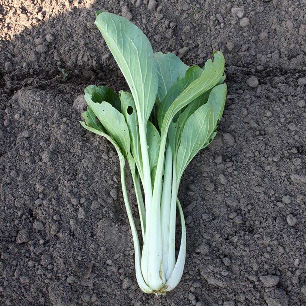 Taï Saï Rosette pak choi - Brassica rapa var. rosularis