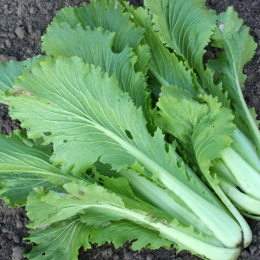 Granaat Chinese cabbage organic seeds - Brassica rapa var. pekinensis
