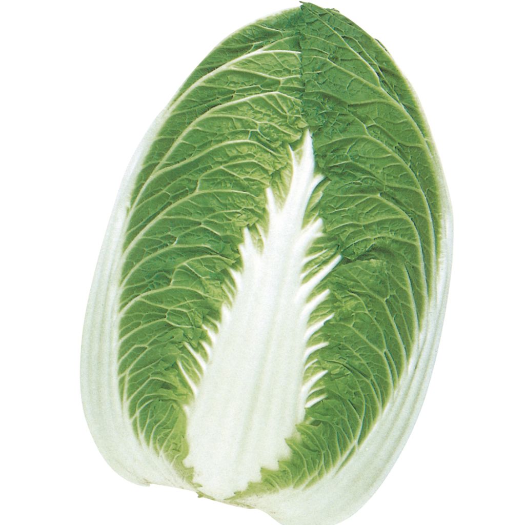 Napa Cabbage Chorus F1 - Pe-Tsai