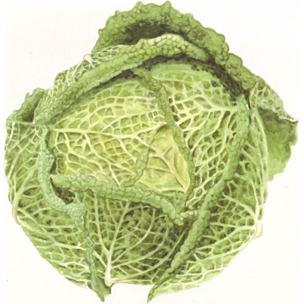 Savoy Cabbage Bloemendaalse Gele
