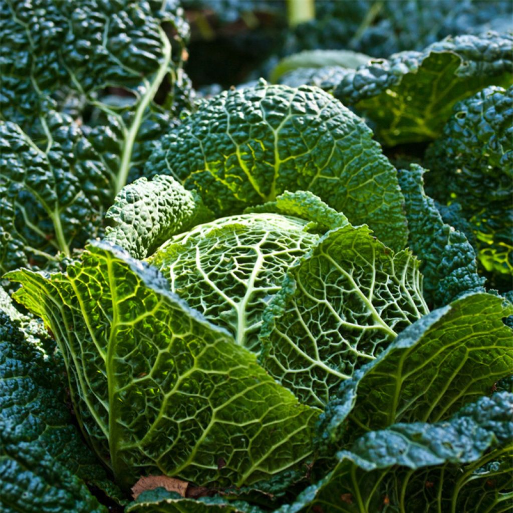 Savoy Cabbage Marner Grufewi