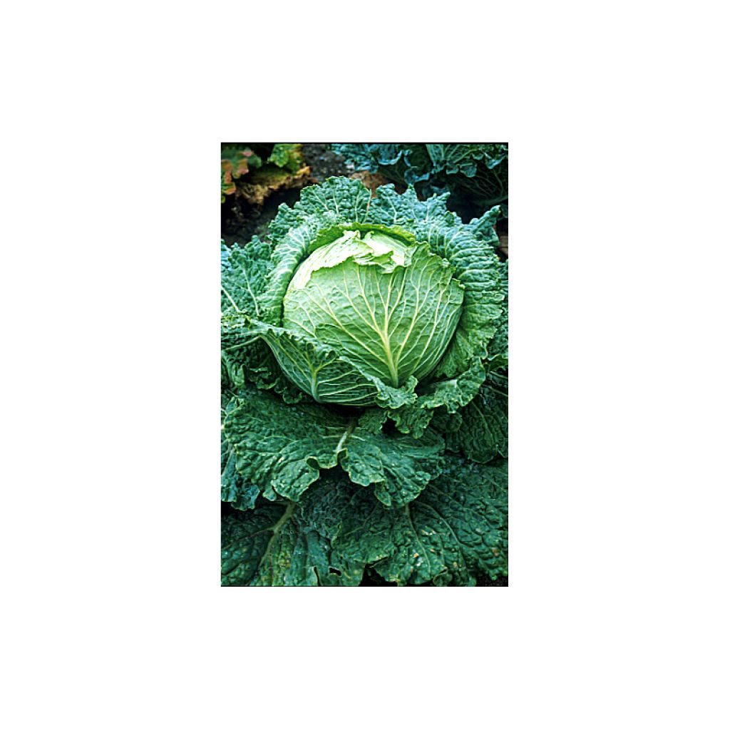 Cabbage Savoy King F1 - Brassica oleracea sabauda
