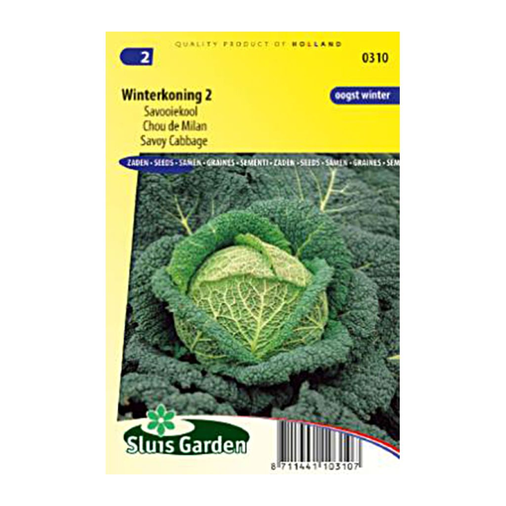Savoy Cabbage Winter King 2