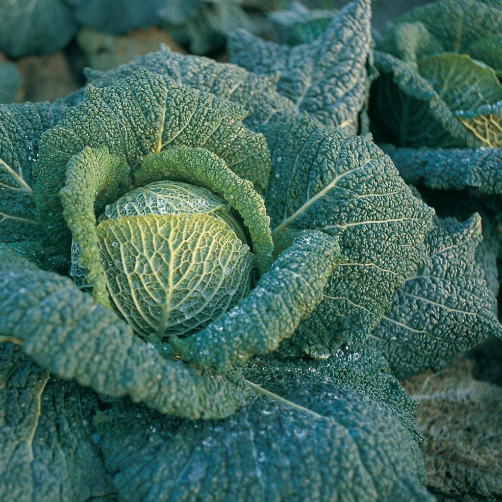 Savoy Cabbage Wirosa F1