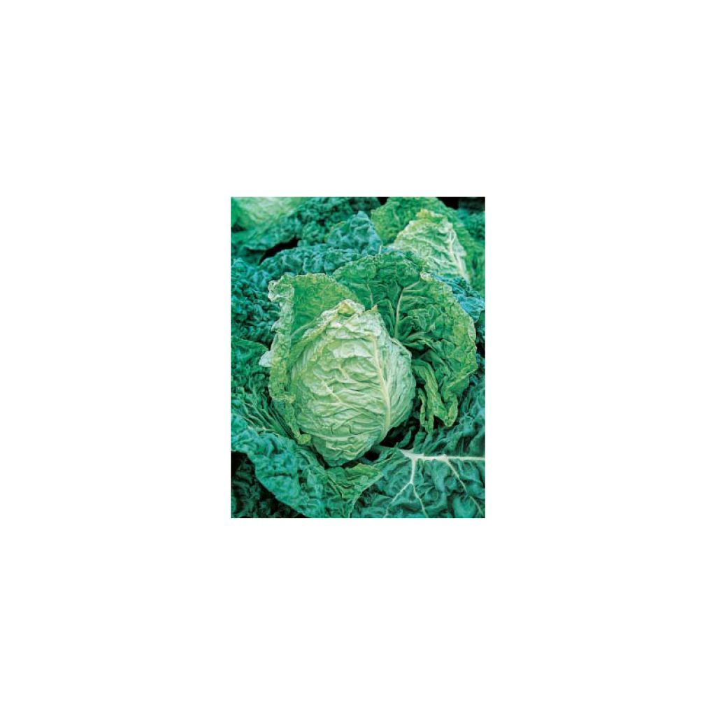 Savoy Cabbage Saint Jean