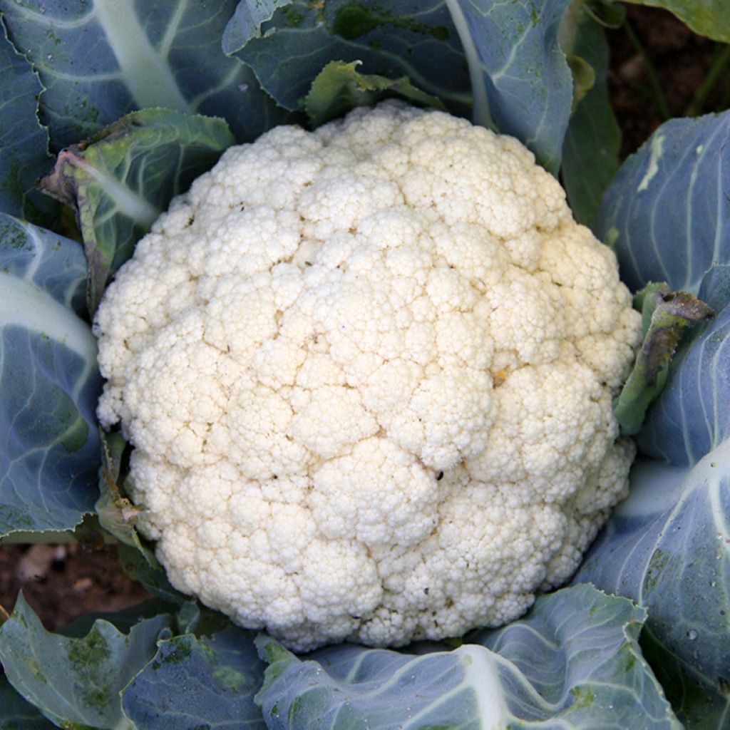 Cauliflower Flora Blanca - Brassica oleracea