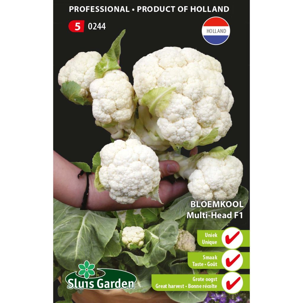 Cauliflower Multi-head F1