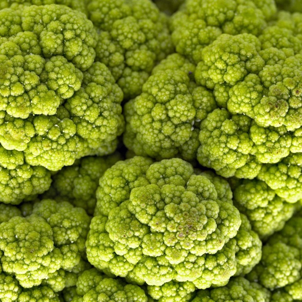 Cauliflower Vitaverde F1