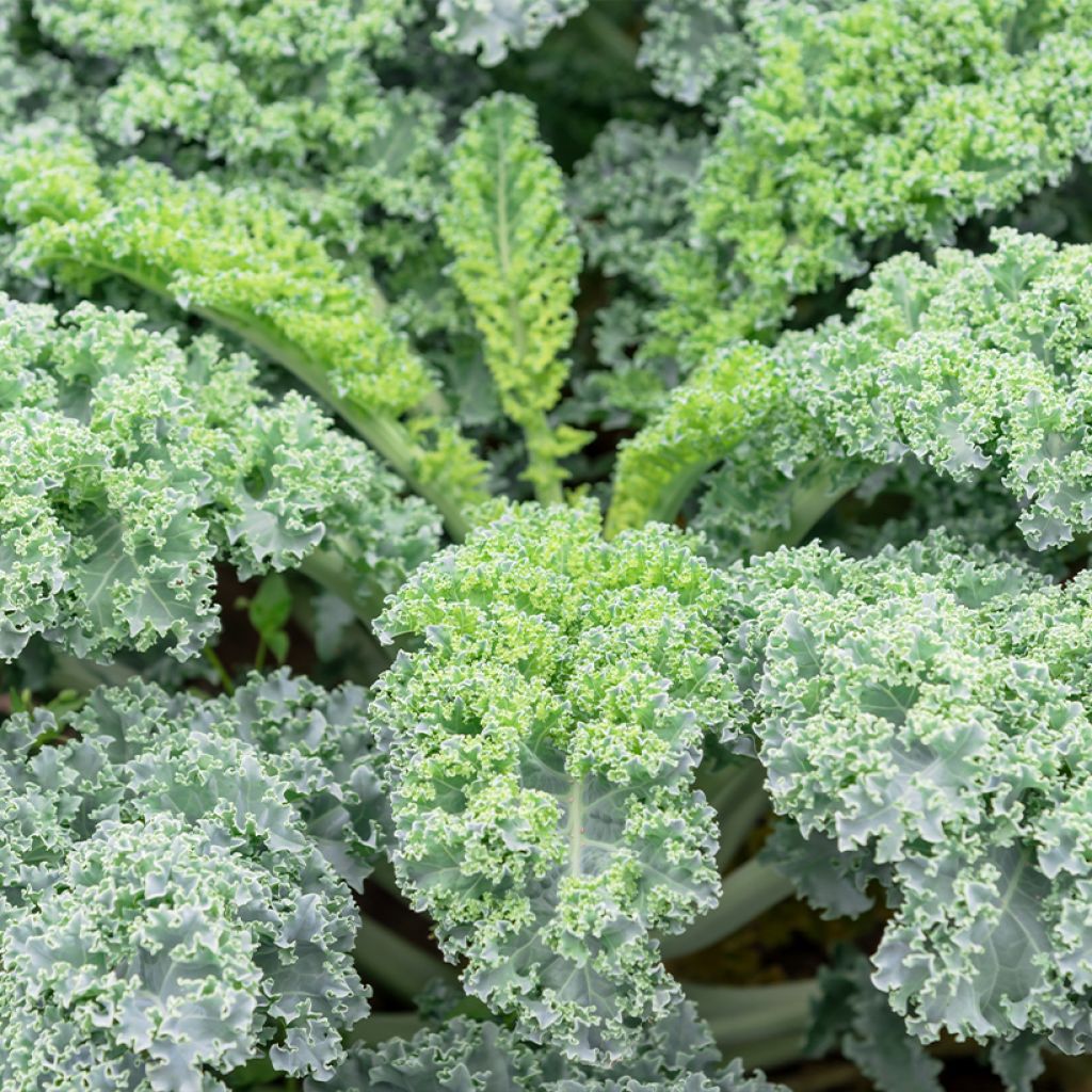 Brassica oleracea Winterbor F1 - Curly Kale