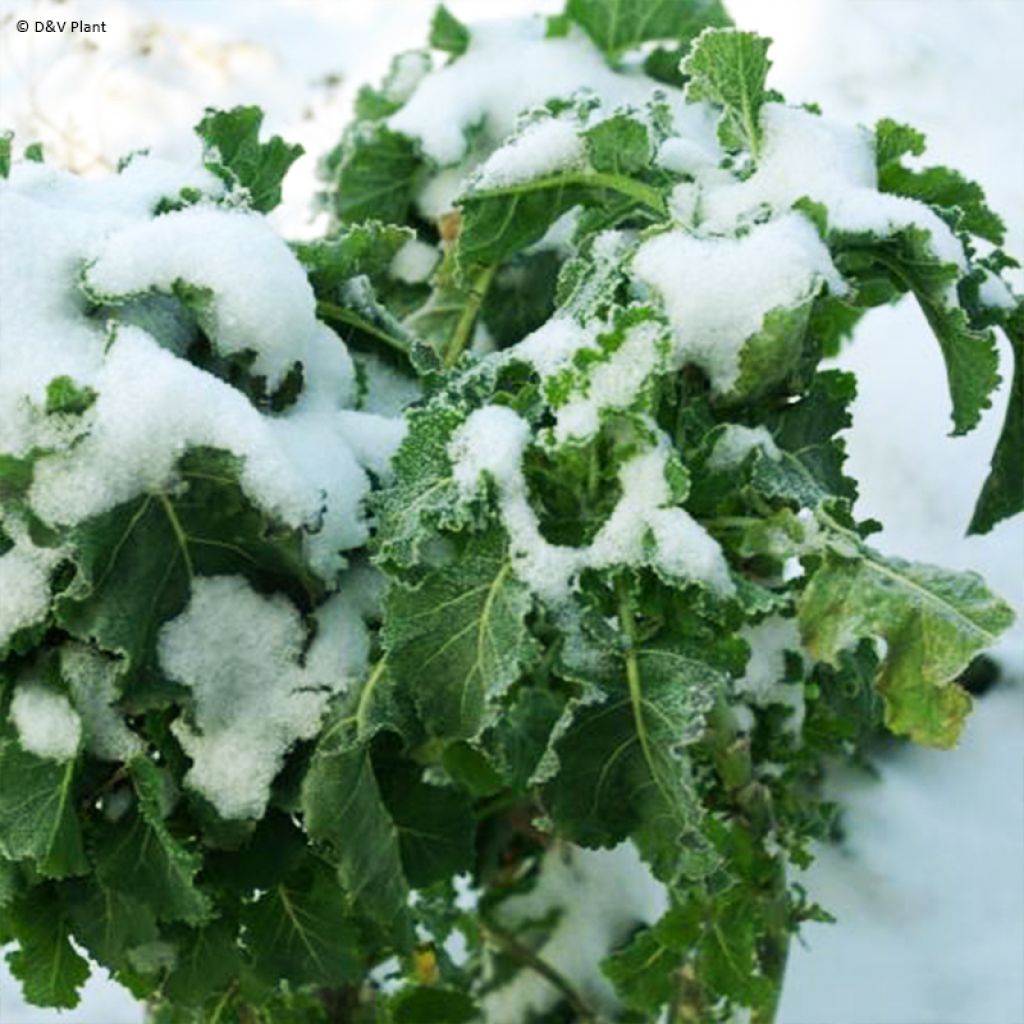 Chou perpétuel Daubenton en plant - Brassica oleracea ramosa