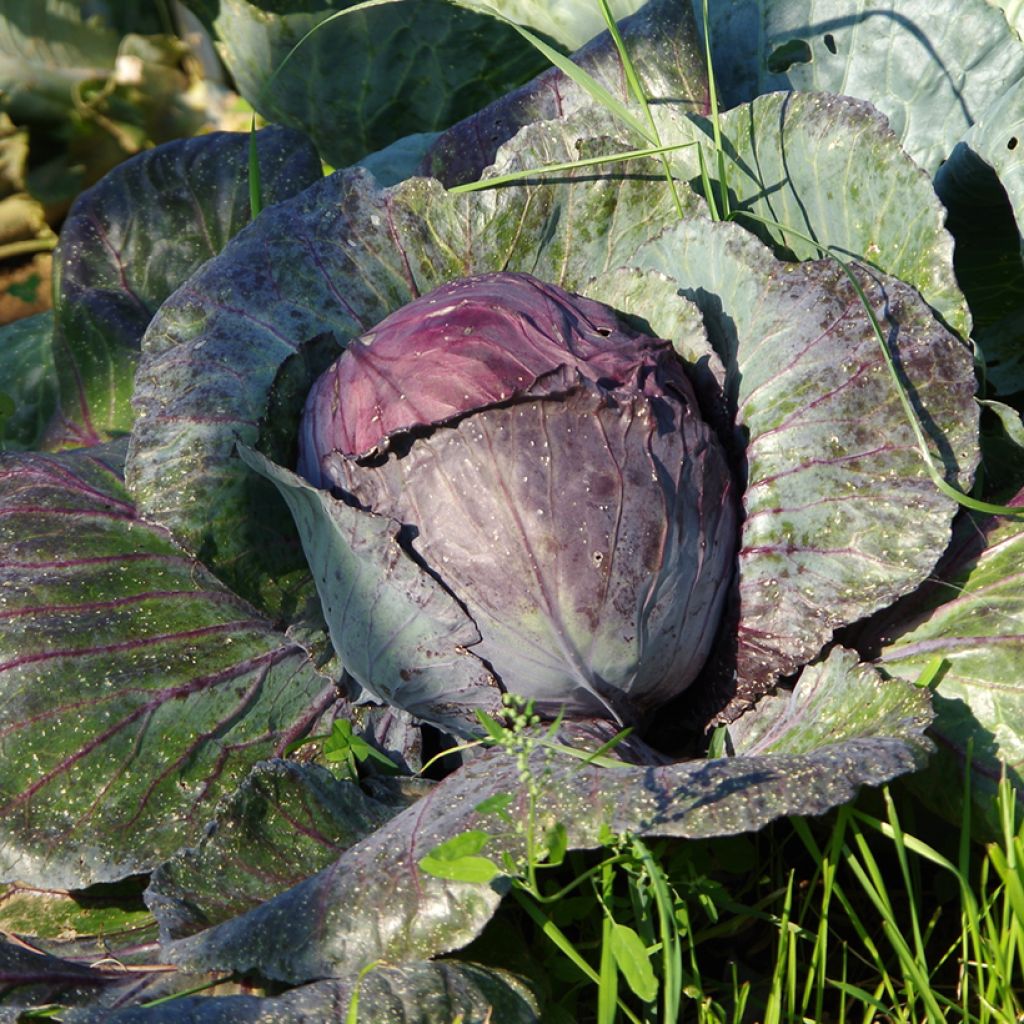 Buscaro Red Cabbage plugs