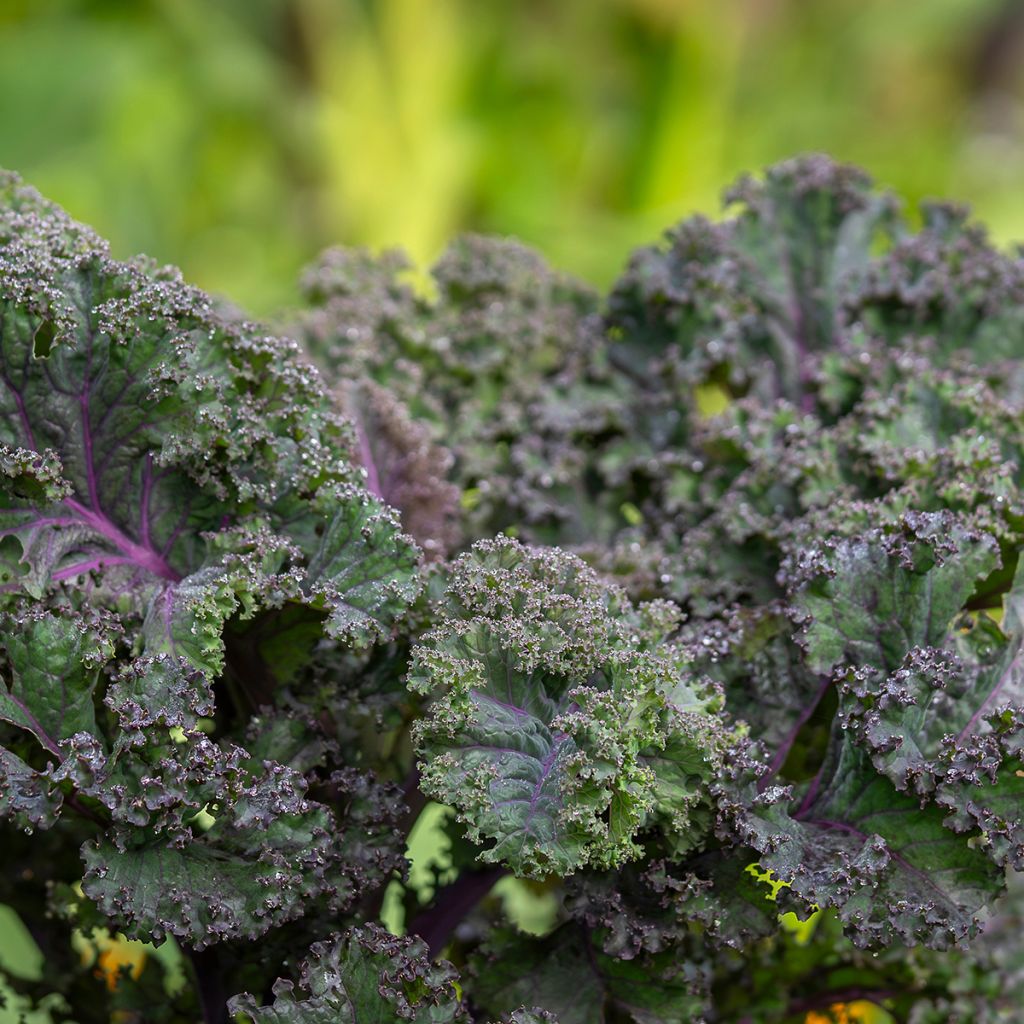 Curly Kale Scarlet