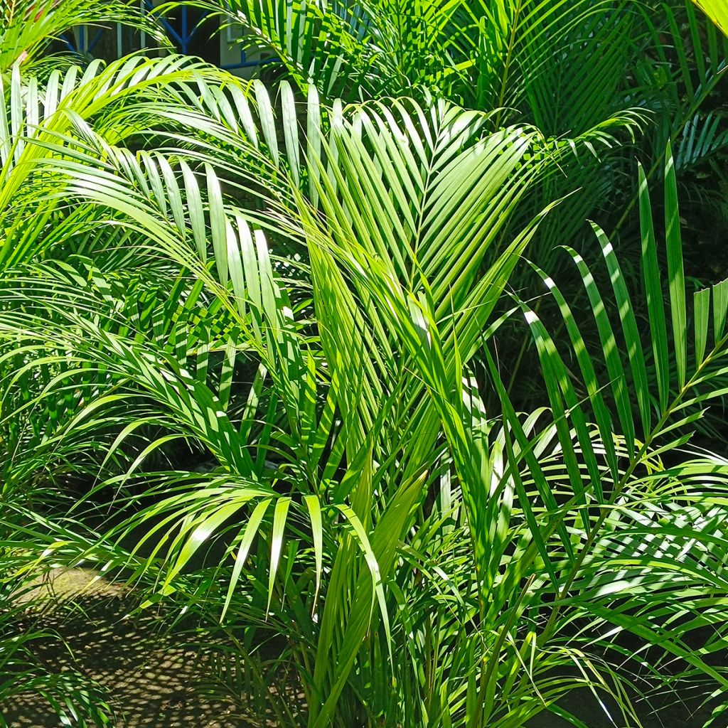 Chrysalidocarpus lutescens  - Aréca des fleuristes, Palmiste multipliant, Palmier d'Arec